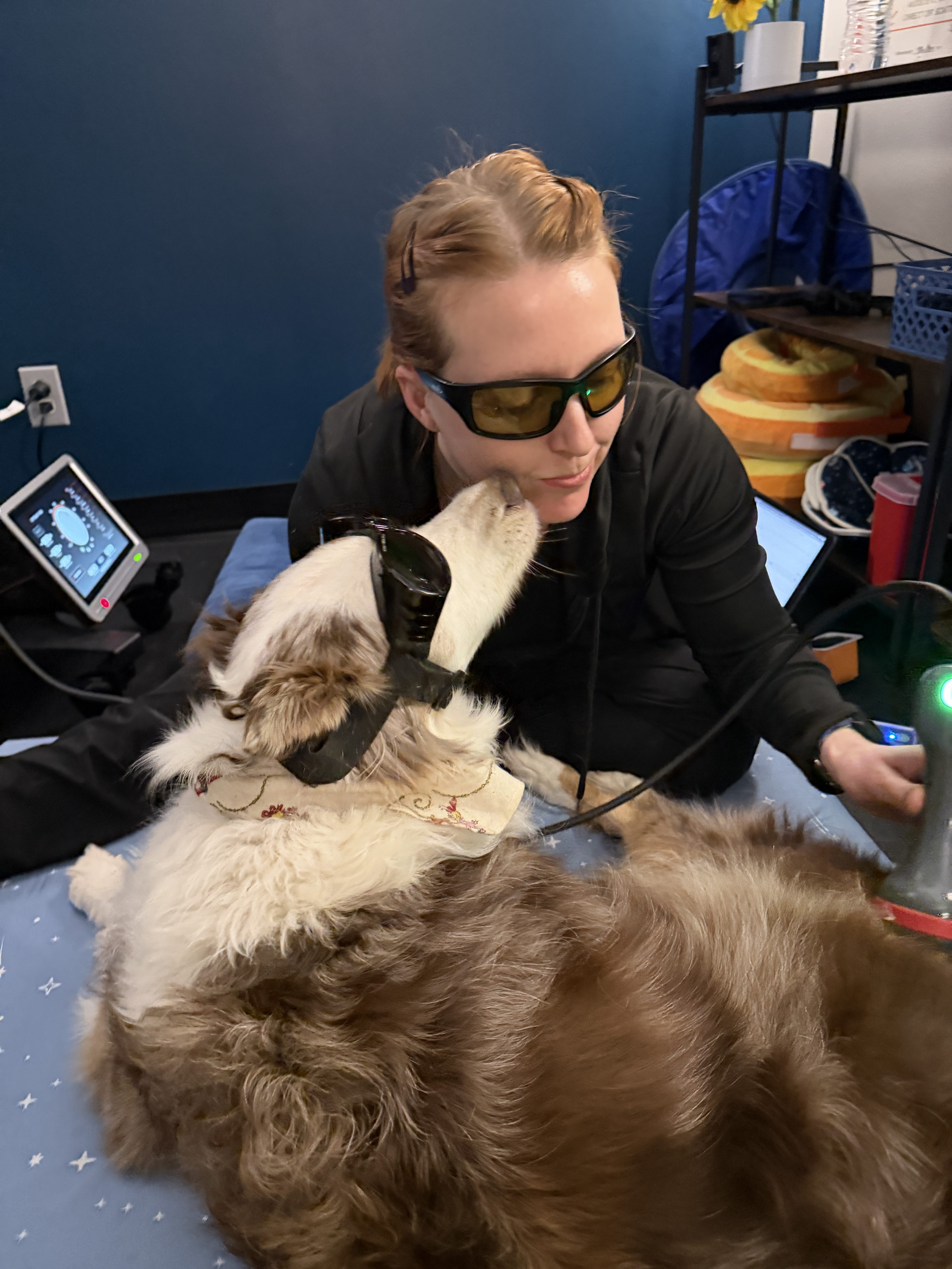 Amanda working with a companion animal in her integrative practice