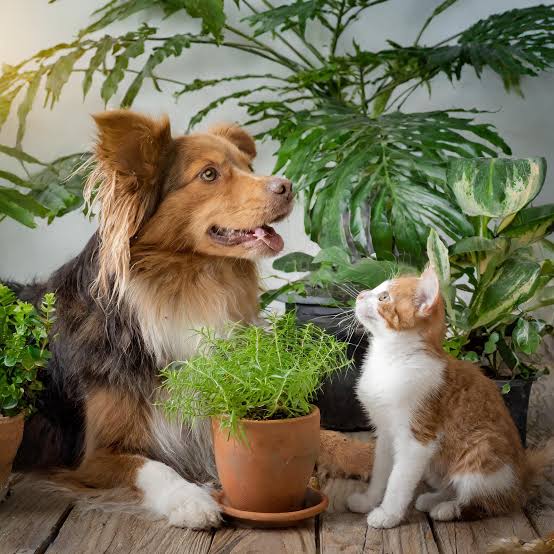 Australian shepherd dog and orange kitten sitting together among potted herbs and tropical plants